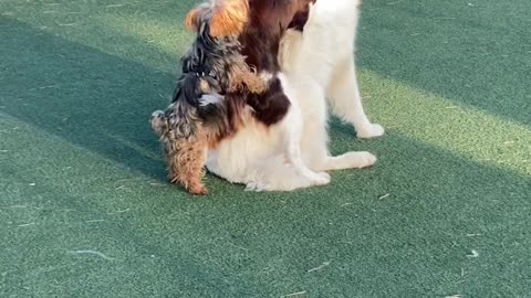 Dogs Get Super Excited to See Each Other at Dog Park