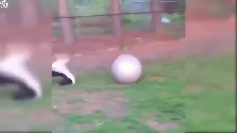 dog chasing ball