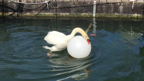 A swan who wants to play with a buoy.