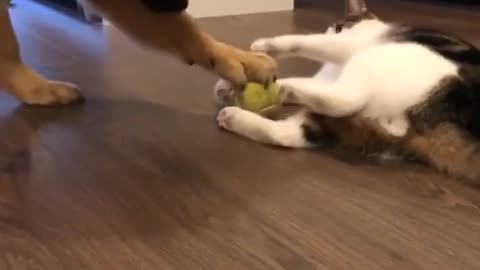 Dog and cat fanny video Compilation