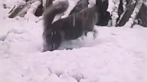 Funny Animal | Best of cute cats discovering and playing in snow.