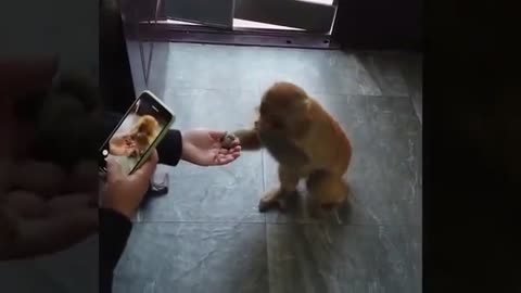 monkey taking food from a person