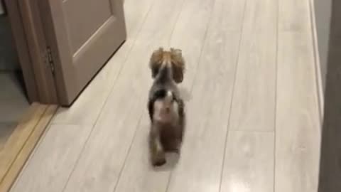 Happy Yorkie mom adorably plays with her puppies