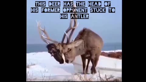 This deer has the head of his former opponent stuck to his antler