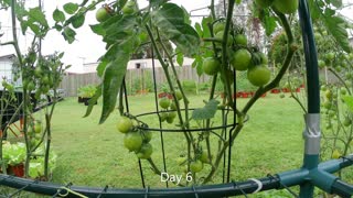 tomato and cucumber in time lapse growth video