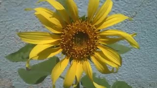 Flor girassol sozinha, filmada em um pequeno jardim ao lado de um prédio [Nature & Animals]