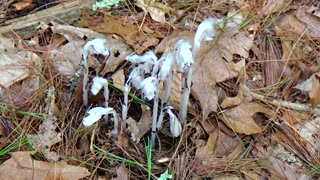 Ghost Plants