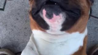 Owner petting dog and dog making facial expression