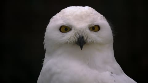 Polar owl looks into the cameras