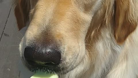 Puppy eating ice cream