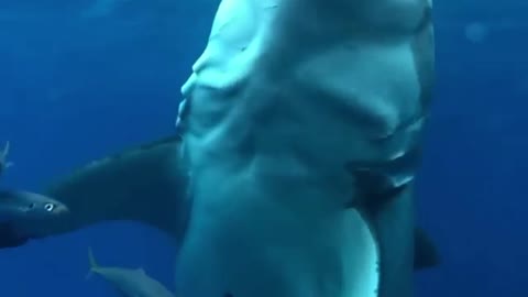 Unique Sharks Attack 🦈