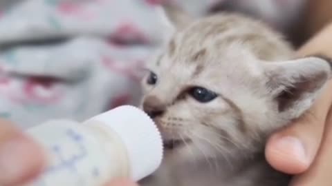 Cute kitten drinking milk is very hungry