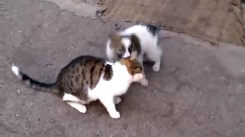 Dog loves cat! They are best friends!