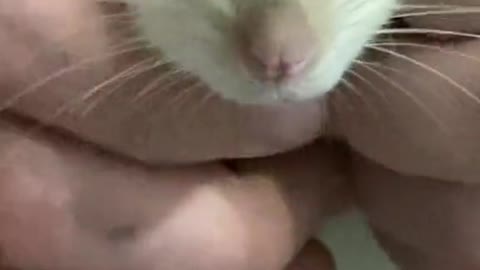 hamster massage :)