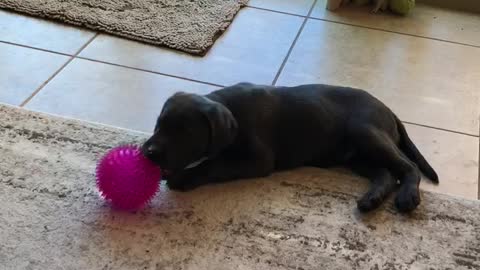 Playful Charcoal Lab Puppy