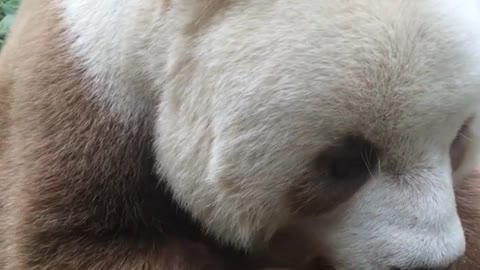The only brown panda in the world!