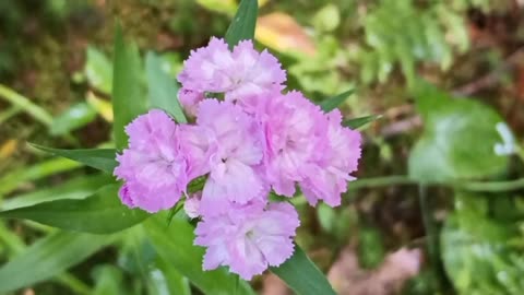 Sweet William