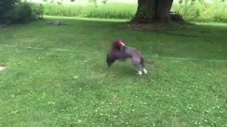 Pitbull Puppy and The Rooster Part 2