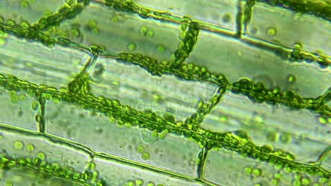 Leaf Microscopic Video