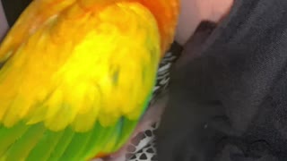 Parrot is Digging in Mom's Bellybutton