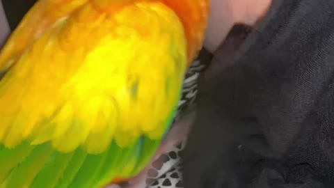 Parrot is Digging in Mom's Bellybutton