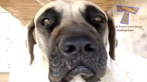 Funny Dog Try not to laugh