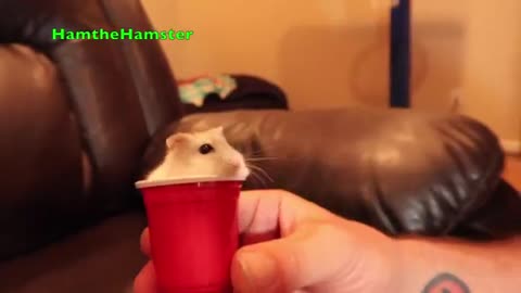Portable Hamster, in a cup!