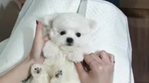 A baby mini bichon frise grooming video cutest puppy video