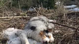 Australian Shepherd goofing around trying to dry off wet fur