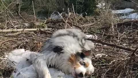 Australian Shepherd goofing around trying to dry off wet fur