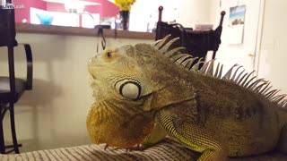 Iguanas Make Great Pets
