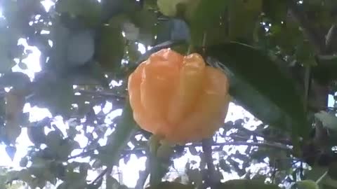 Surinam cherry tree with almost ripe fruit, the leaves are still wet after a rain [Nature & Animals]