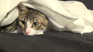 Adorable Little Cat Hides Under the Sheet