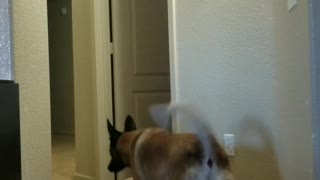 Dog in hallway scared by disappearing blanket magic trick