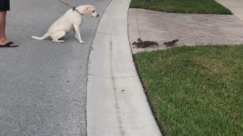 Dog and Squirrels Have a Standoff