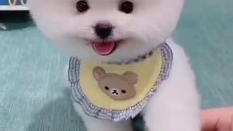 Cute Pomeranian puppy dog #shorts