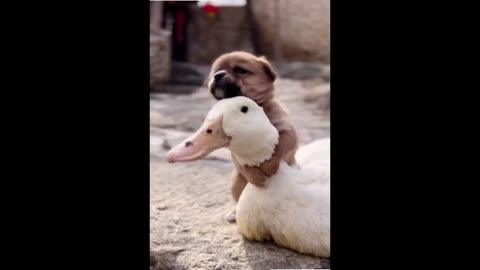 Cute dog and little duck