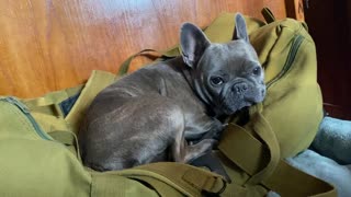 LeeLoo the French Bulldog becomes luggage