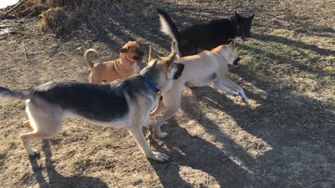 Buster playing with big dogs