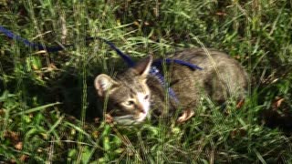 Cute Little Cat Hides in the Grass