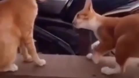 funny animals.short