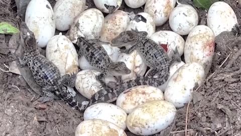 Conservationists find 106 rare crocodile eggs in Cambodia.mp4