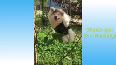 cute pets and funny animals compilation garden - 2020