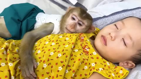 Baby Monkey Family