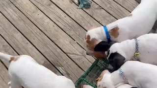 Quail Introduction to Pointer Puppies