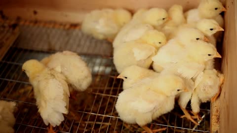 Small Broiler Chicken. Young broiler chicken in their brooder