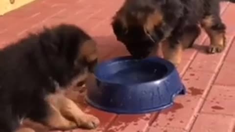 Funny video_Funny cutest dogs_pet dog video compilaton.