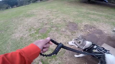 Cute Siberian Husky HOWLING At Performers