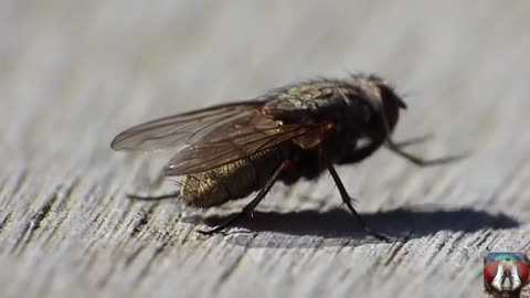 The Moment Of Pooping Small Insects