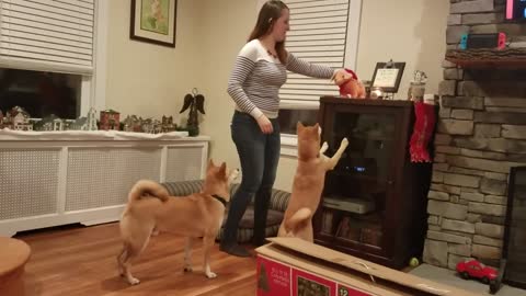 ¡Estos Shiba Inu REALMENTE tienen espíritu navideño!